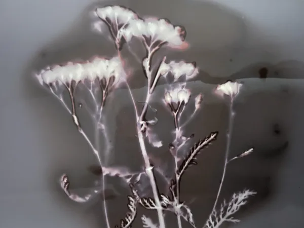 ein Phytogramm einer Pflanze